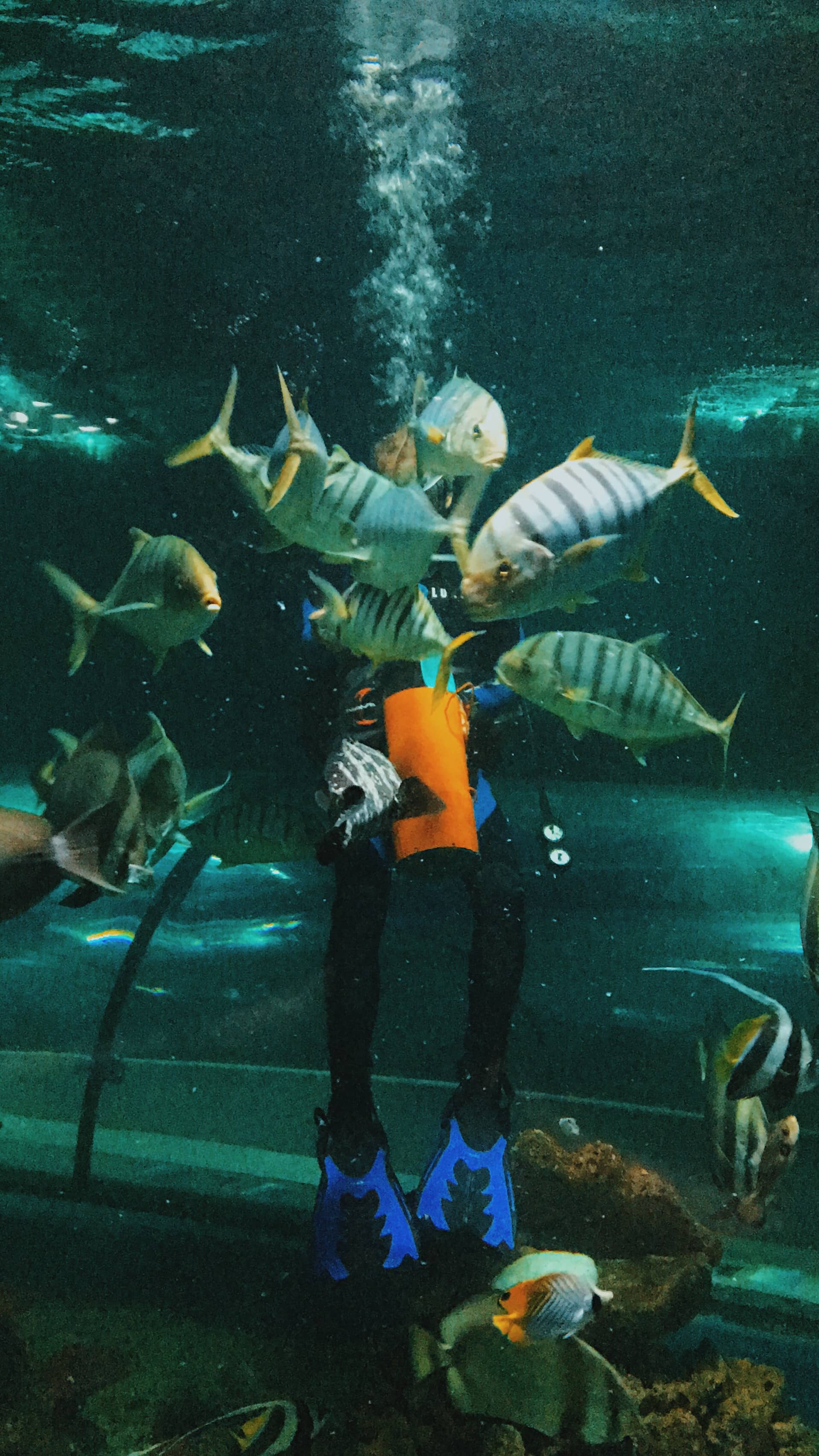 50 Cool Things to do in Boracay Island 55 Boracay Oceanarium, Feeding fishes things to do in Boracay, Things to do in Boracay Island, Boracay island travel guide, budget travel in boracay island, Boracay Island