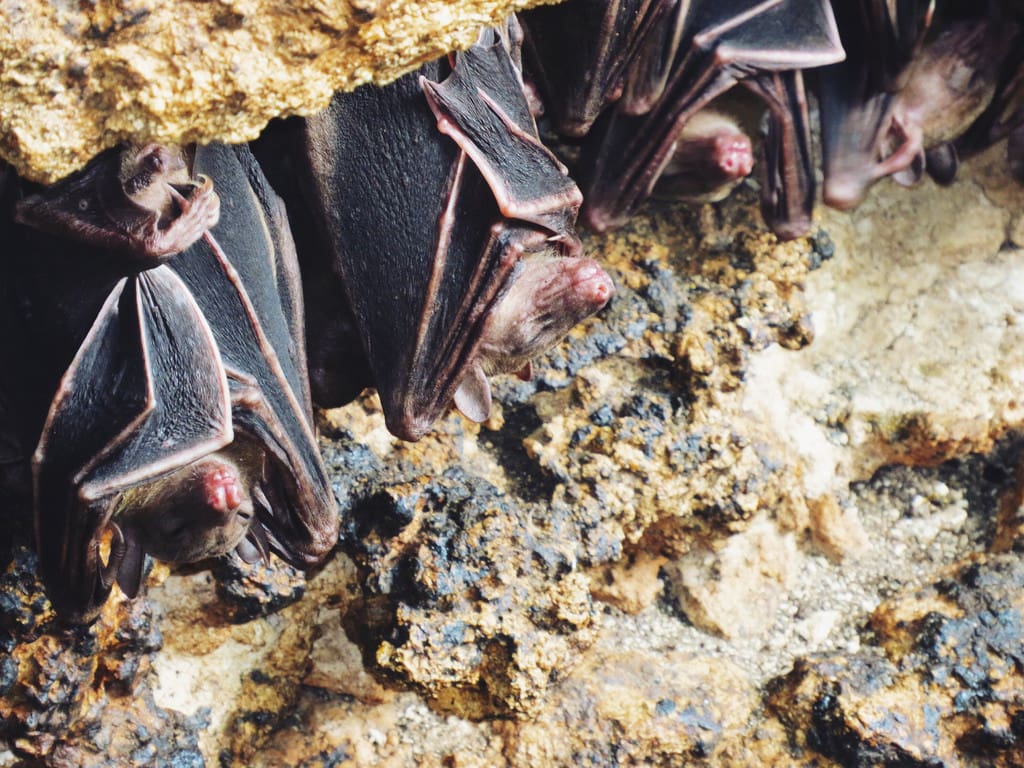 A Perfect 2 Days Samal Island Itinerary: Samal Island Hopping 20 Things to do in Samal Island, Monfor Bat Sanctuary Samal Island