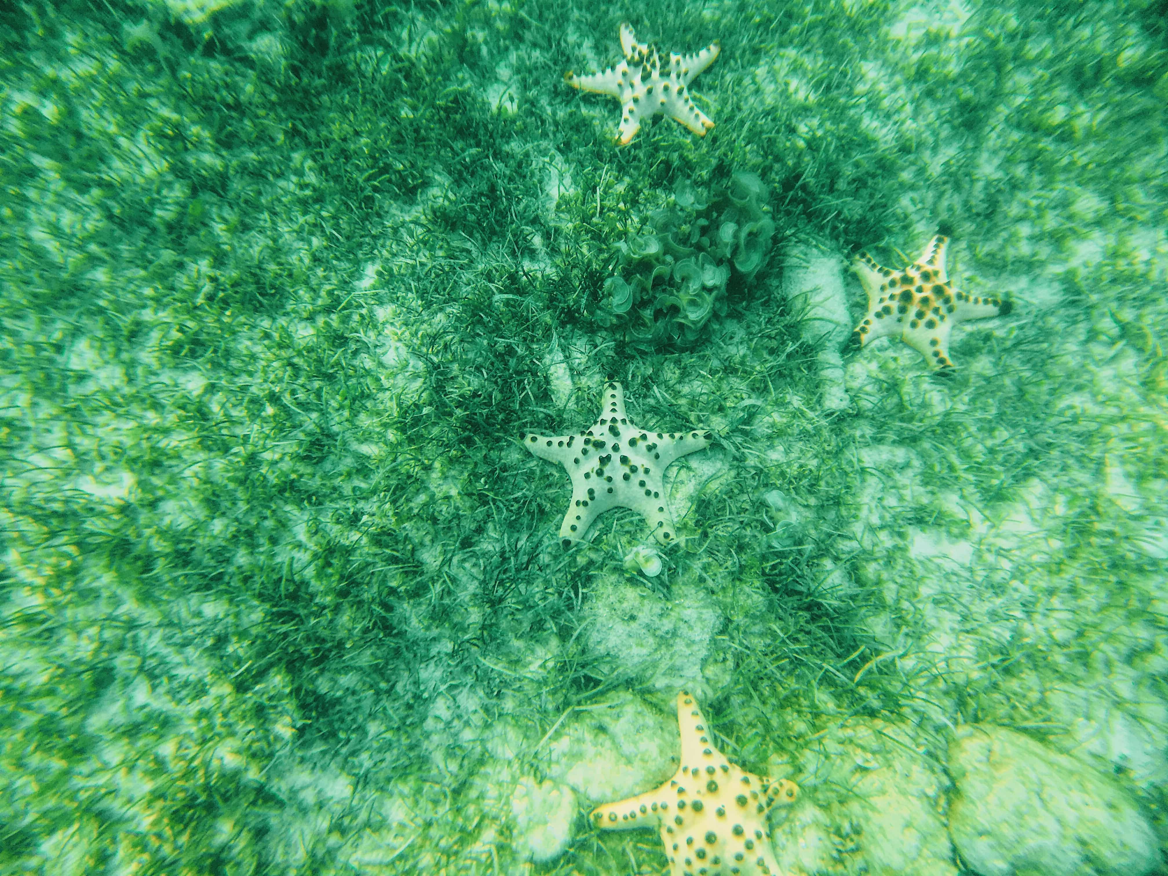 A Perfect 2 Days Samal Island Itinerary: Samal Island Hopping 12 paradise island samal, samal beach resorts, samal island beach resorts, samla beaches, samal island davao, samal island, things to do in Samal Island