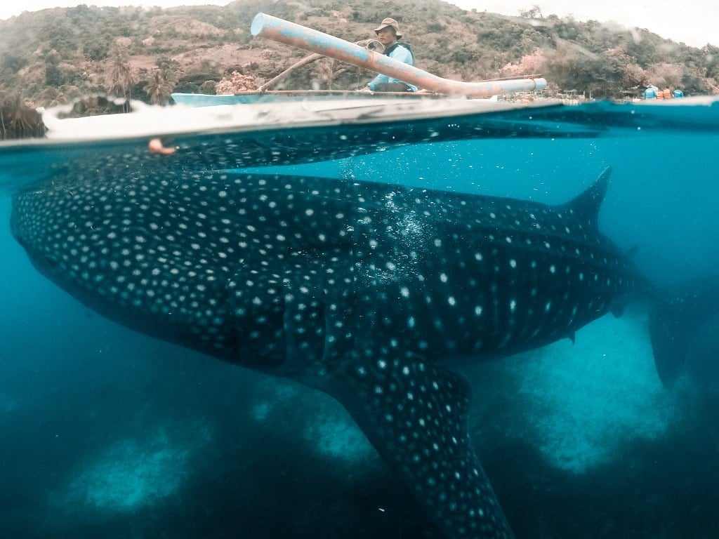 12 Best Things to do in Cebu And Cebu Tourist Spots 38 Cebu travel 2
