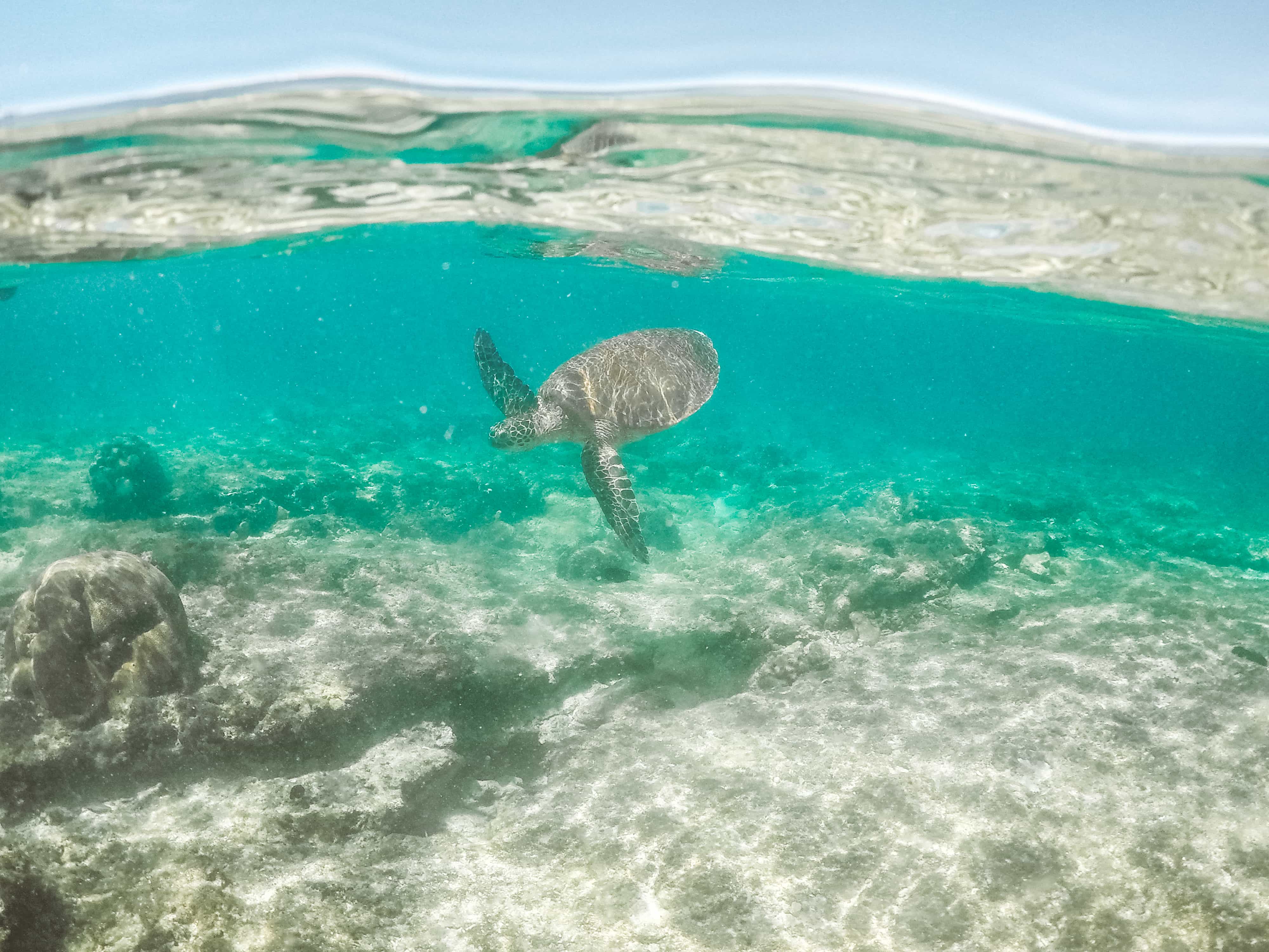20 Best Siquijor Tourist Spots and Things To Do in Siquijor (Travel Guide) 29 things to do in Dumaguete, dumaguete tourist spots, apo island dumaguete, dumaguete to Cebu, Cebu to Dumaguete,dumaguete city tour itinerary dumaguete itinerary, dumaguete beaches, how to get to dumaguete