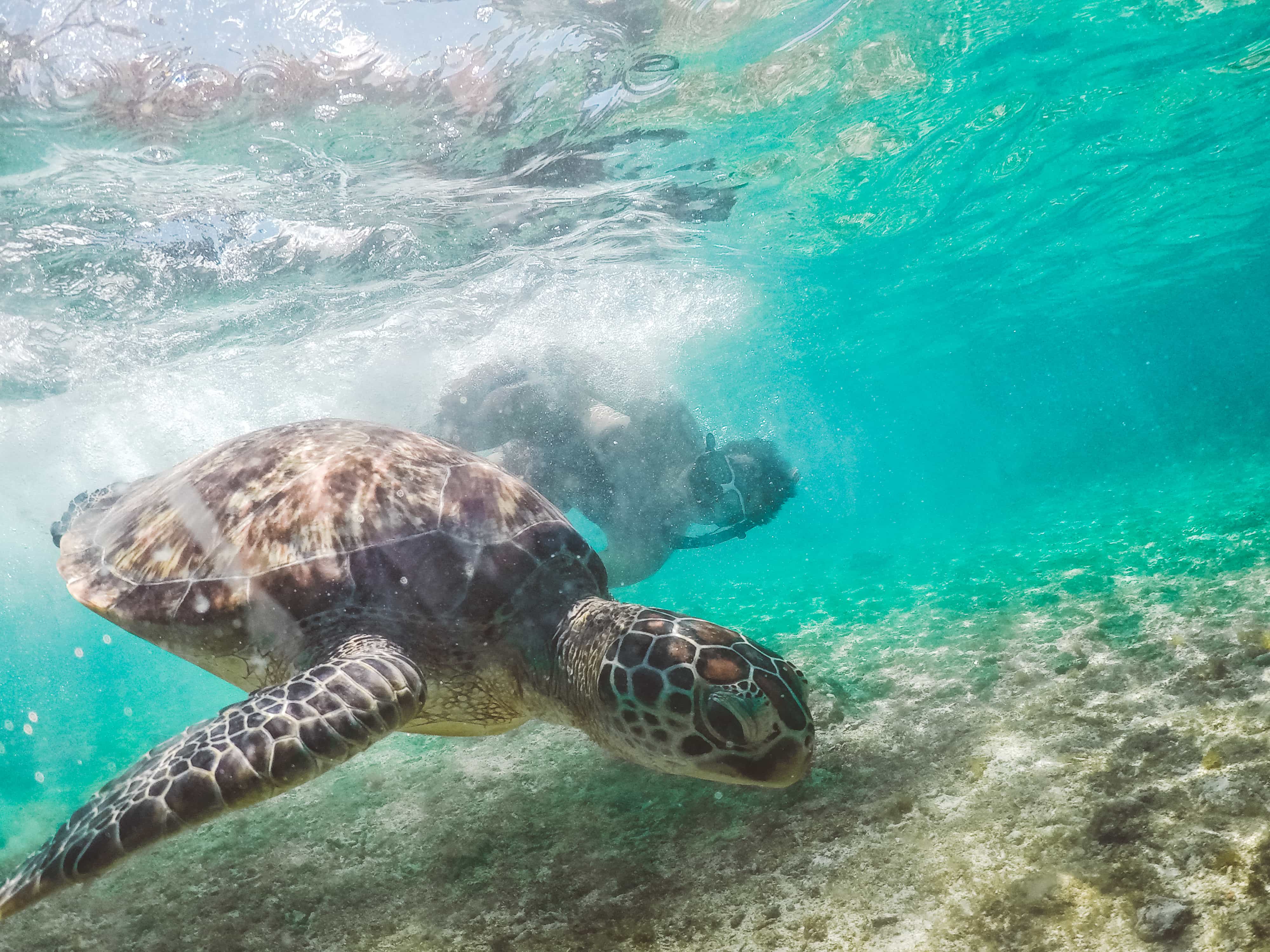 20 Best Siquijor Tourist Spots and Things To Do in Siquijor (Travel Guide) 26 things to do in Dumaguete, dumaguete tourist spots, apo island dumaguete, dumaguete to Cebu, Cebu to Dumaguete,dumaguete city tour itinerary dumaguete itinerary, dumaguete beaches, how to get to dumaguete