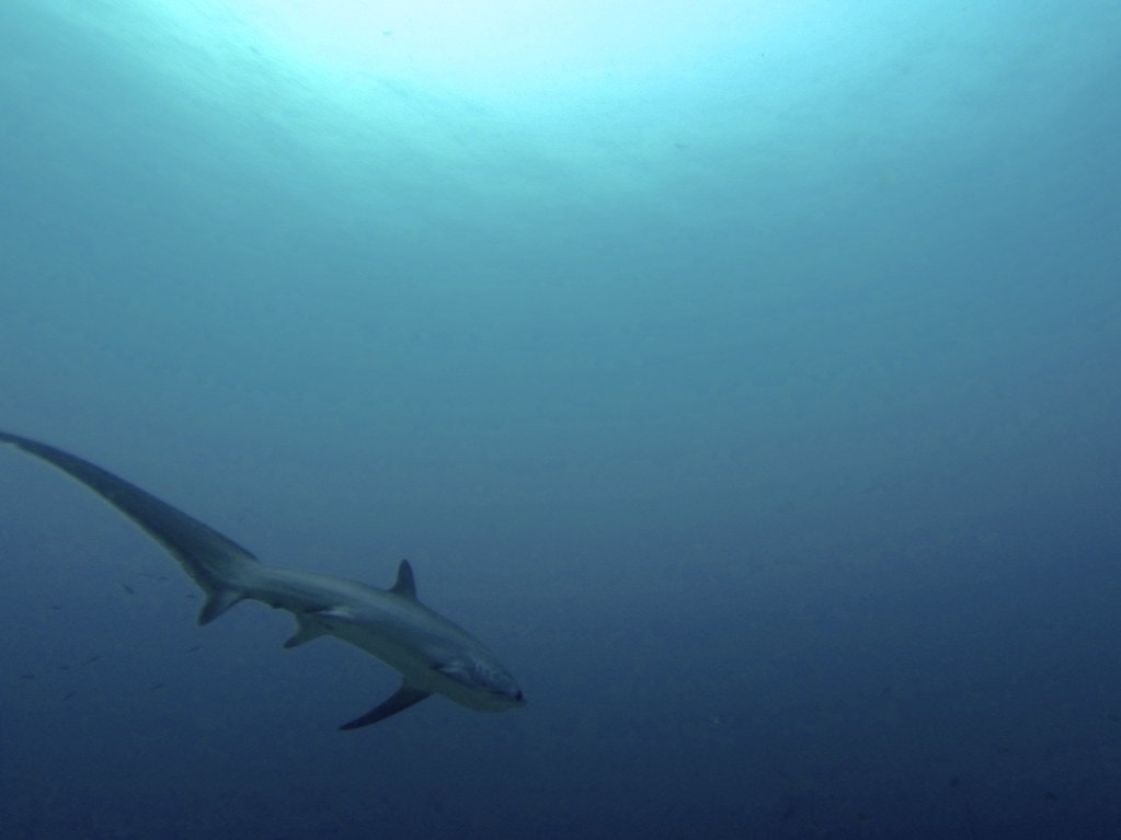 12 Awesome Things to Do In Malapascua Cebu 5 Tresher Sharks