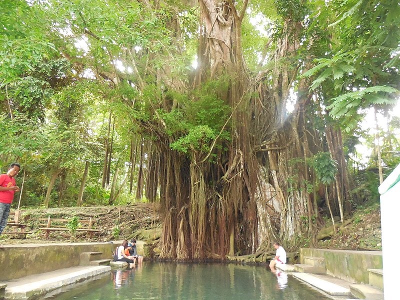 20 Best Siquijor Tourist Spots and Things To Do in Siquijor (Travel Guide) 5 Old Enchanted Balete Tree, things to do in Siquijor Island, Siquijor tourist spots