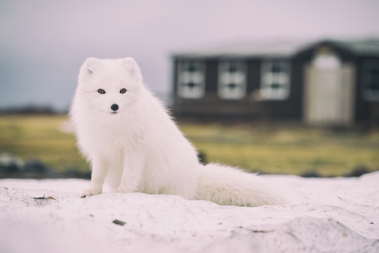 Travel Guide to Iceland - Tips for Visiting Iceland And Best Places to Visit 9 arctic