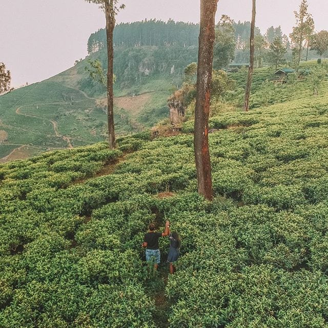 50 Sri Lanka Travel Tips And Things To Know Before Visiting Sri Lanka For First Timers 10 Things to do in Sri Lanka: Visiting tea plantations in Sri Lanka