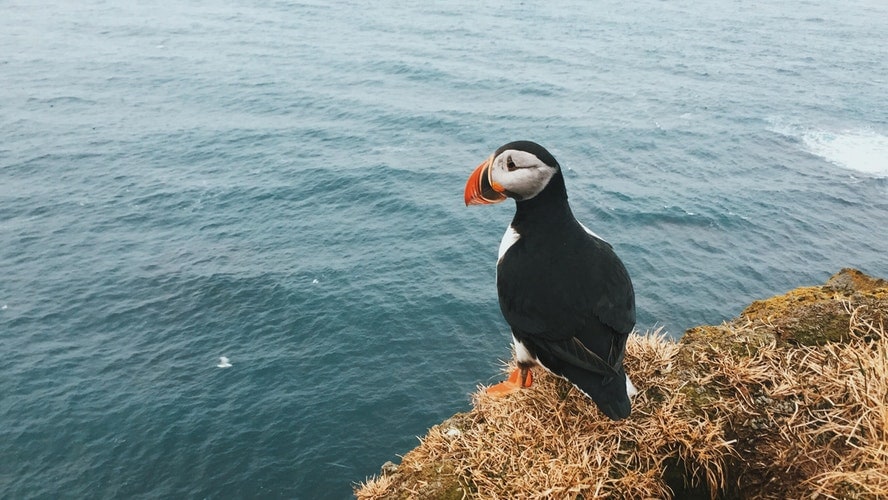 Travel Guide to Iceland - Tips for Visiting Iceland And Best Places to Visit 8 iceland bird