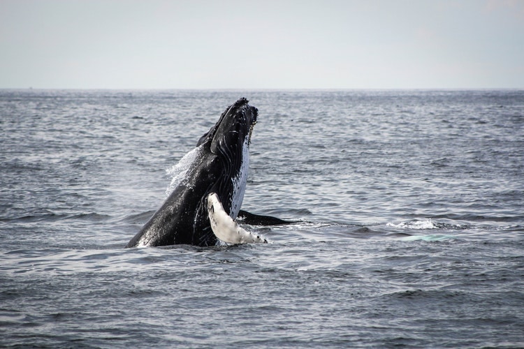 Travel Guide to Iceland - Tips for Visiting Iceland And Best Places to Visit 10 whale