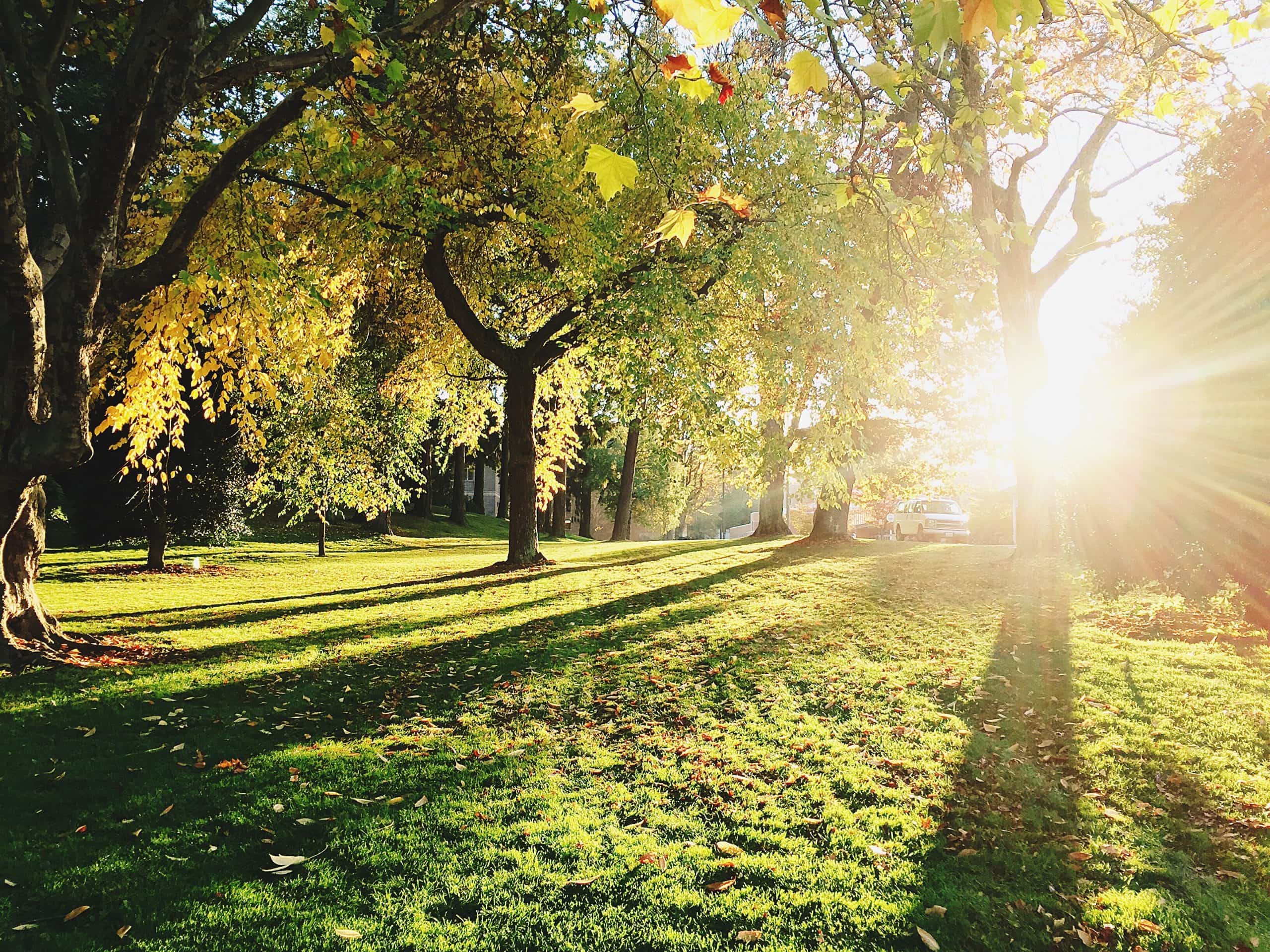 Alamillo Park