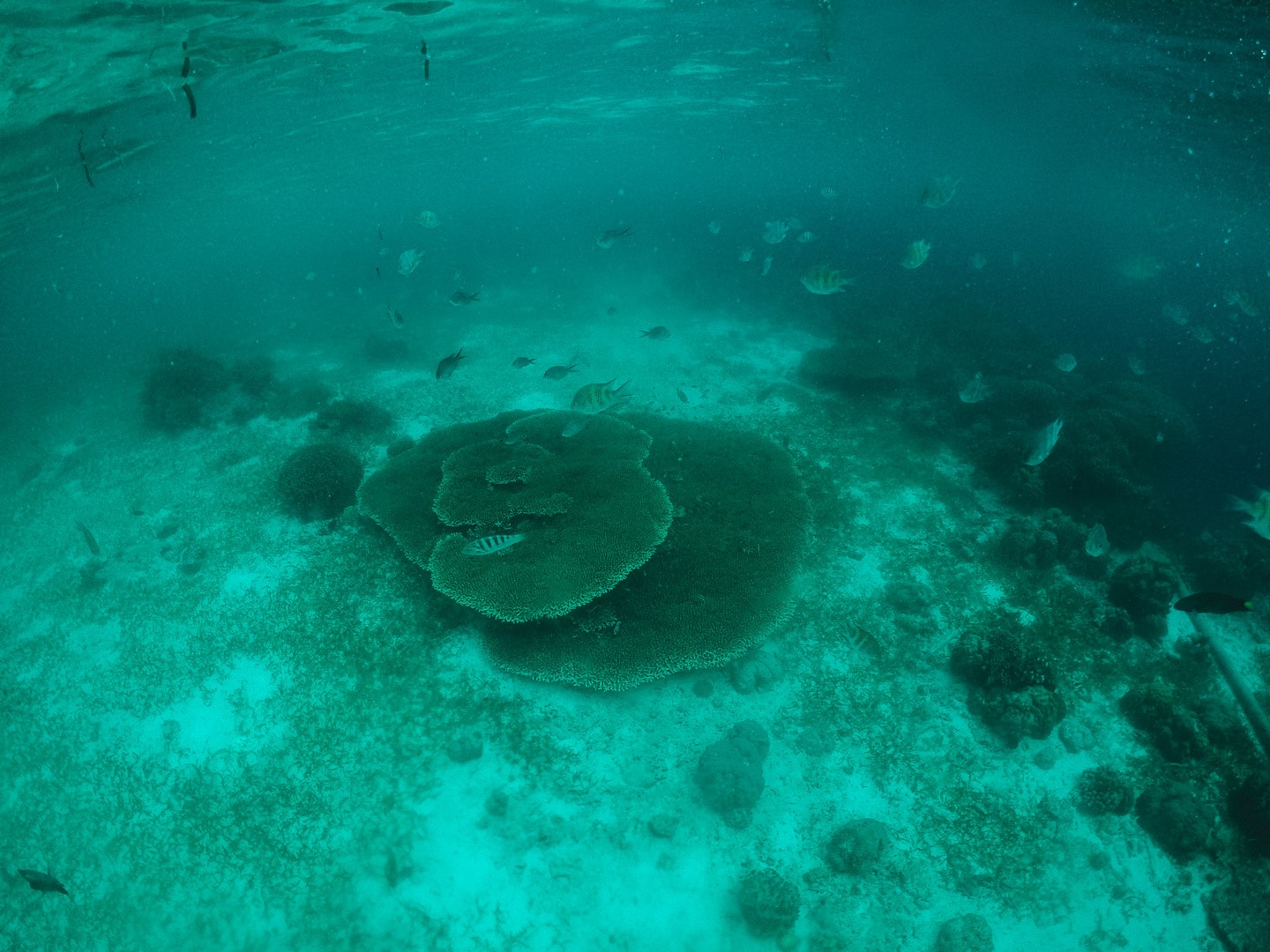 23 Amazing Puerto Galera Tourist Spots And Things to do in Puerto Galera 3 Things to do in Puerto Galera, snorkeling in Puerto Galera