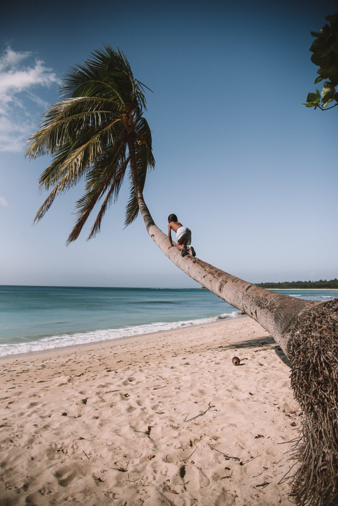 things to do in Pagudpud, climbing a palm tree