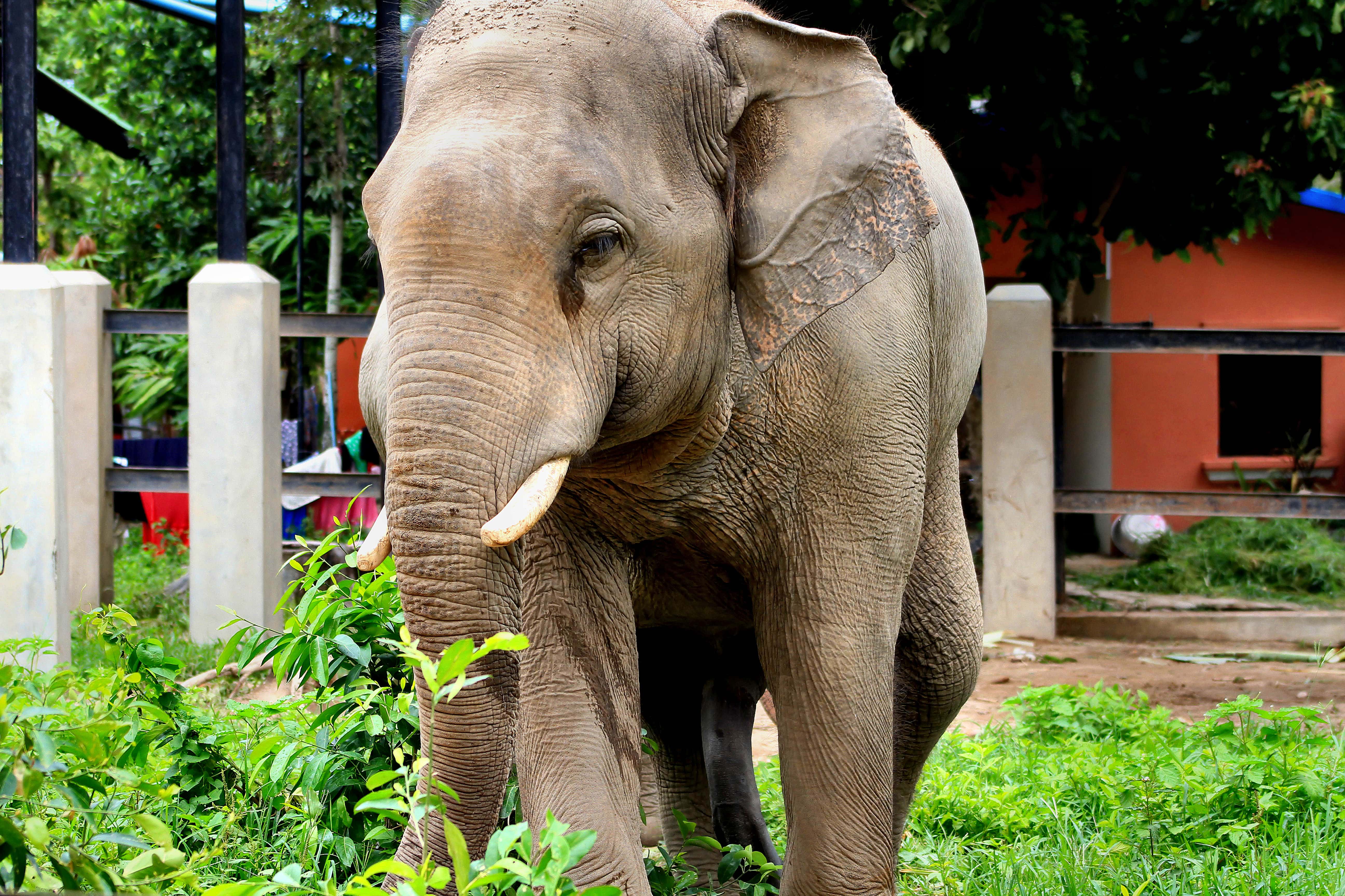25 Awesome Places to Visit in Cambodia 24 Cambodia Tourist Spots, Phnom Tamao Wild Center