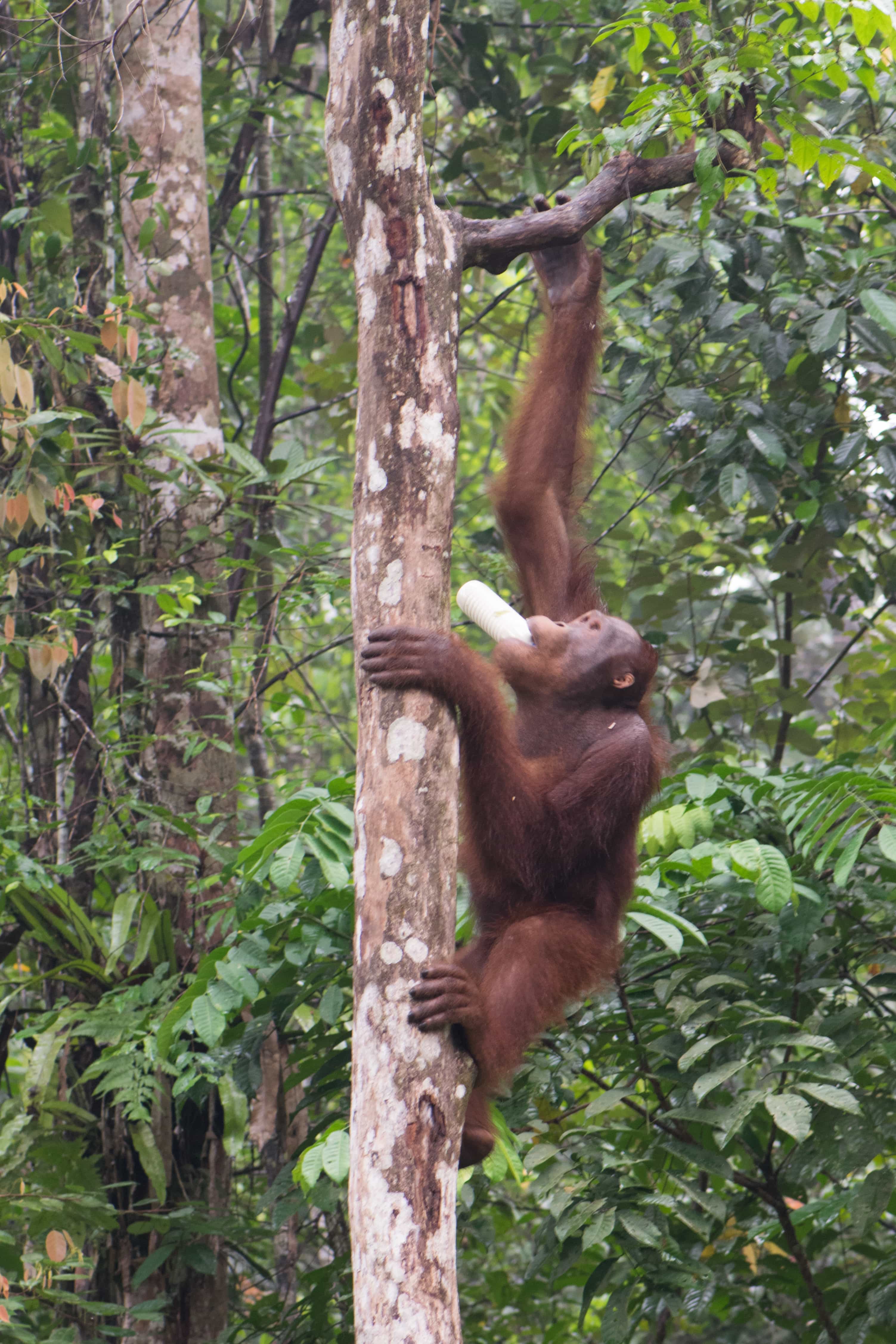 Semenggoh Nature Reserve, Malaysia tourist spots