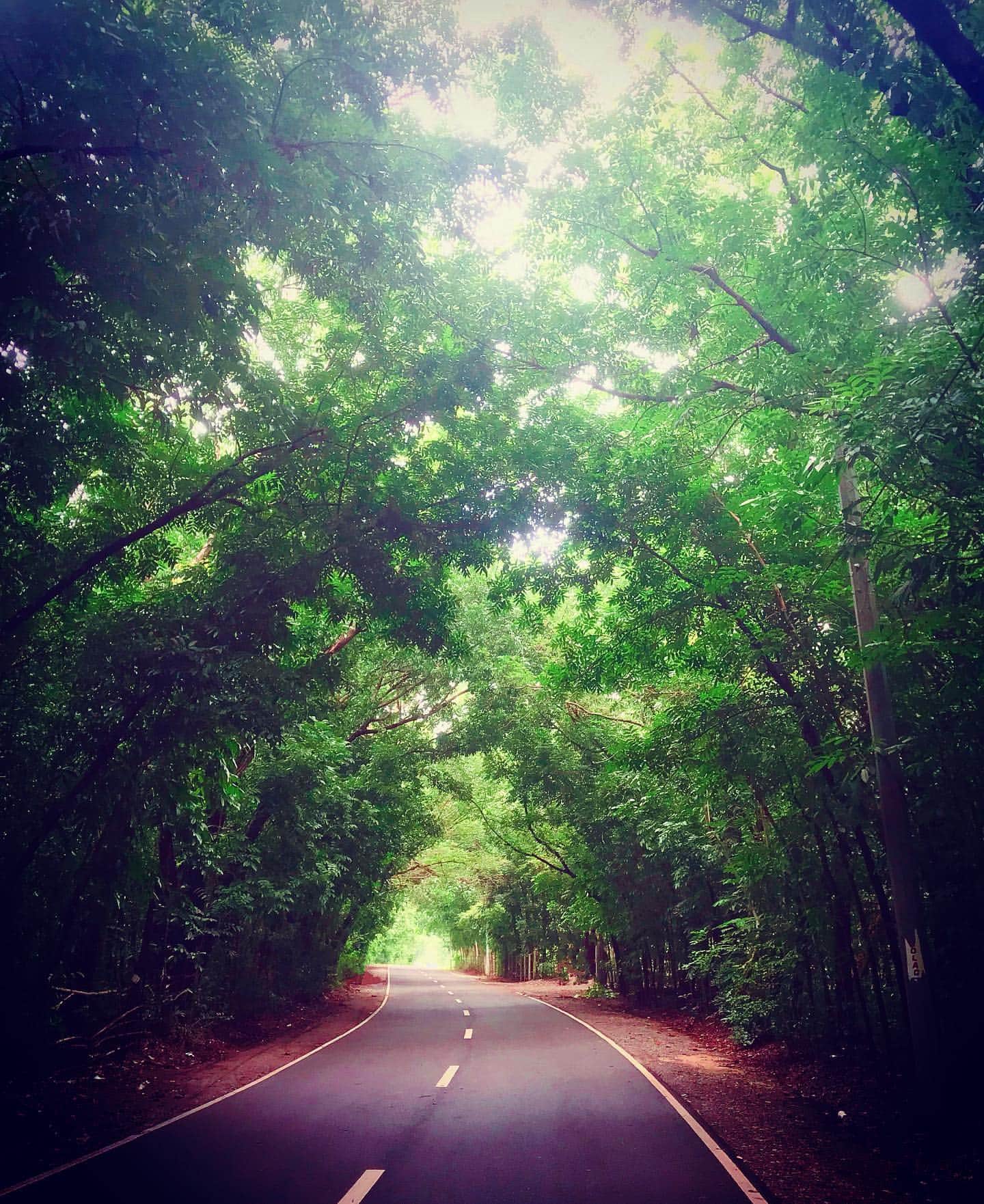 38 Best Things to do in La Union And La Union Tourist Spots 32 Paraoir Man Made Forest, things to do in La Union, La Union tourist spots