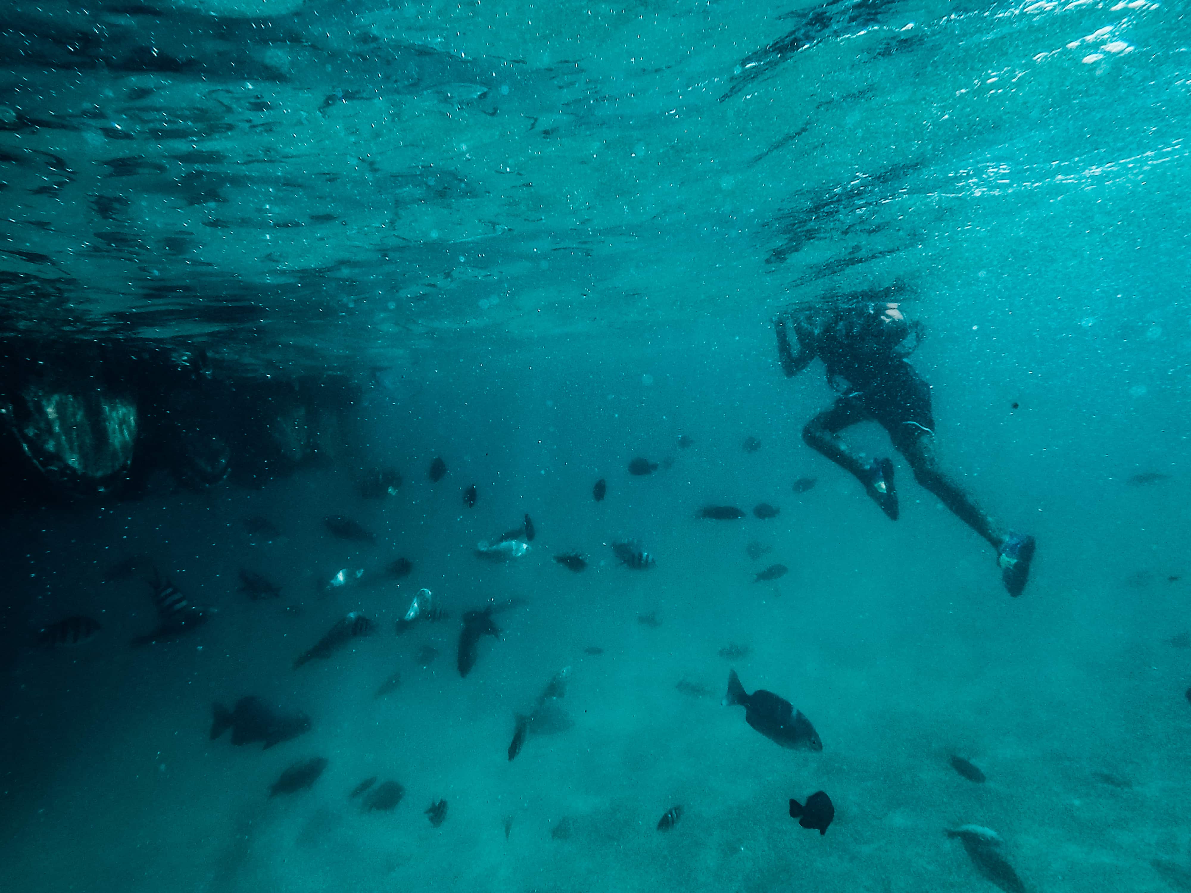 20 Best Siquijor Tourist Spots and Things To Do in Siquijor (Travel Guide) 14 How to get to Looc Fish Sanctuary, Looc Fish Sanctuary travel guide, things to do in Looc, Looc Fish Sanctuary