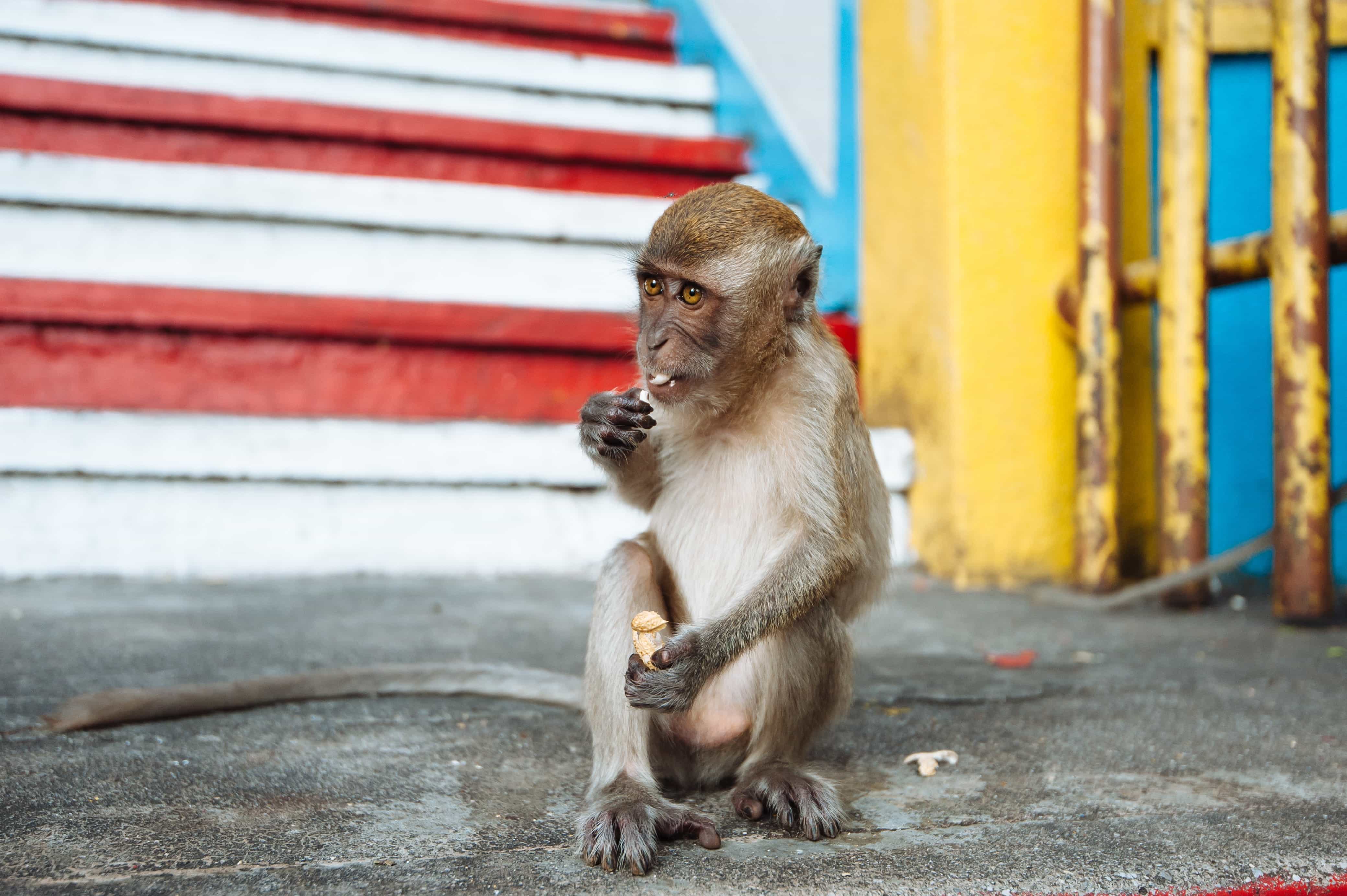 How to get from Kuala Lumpur to Batu Caves Best Way 5 boudewijn bo boer 522307 unsplash