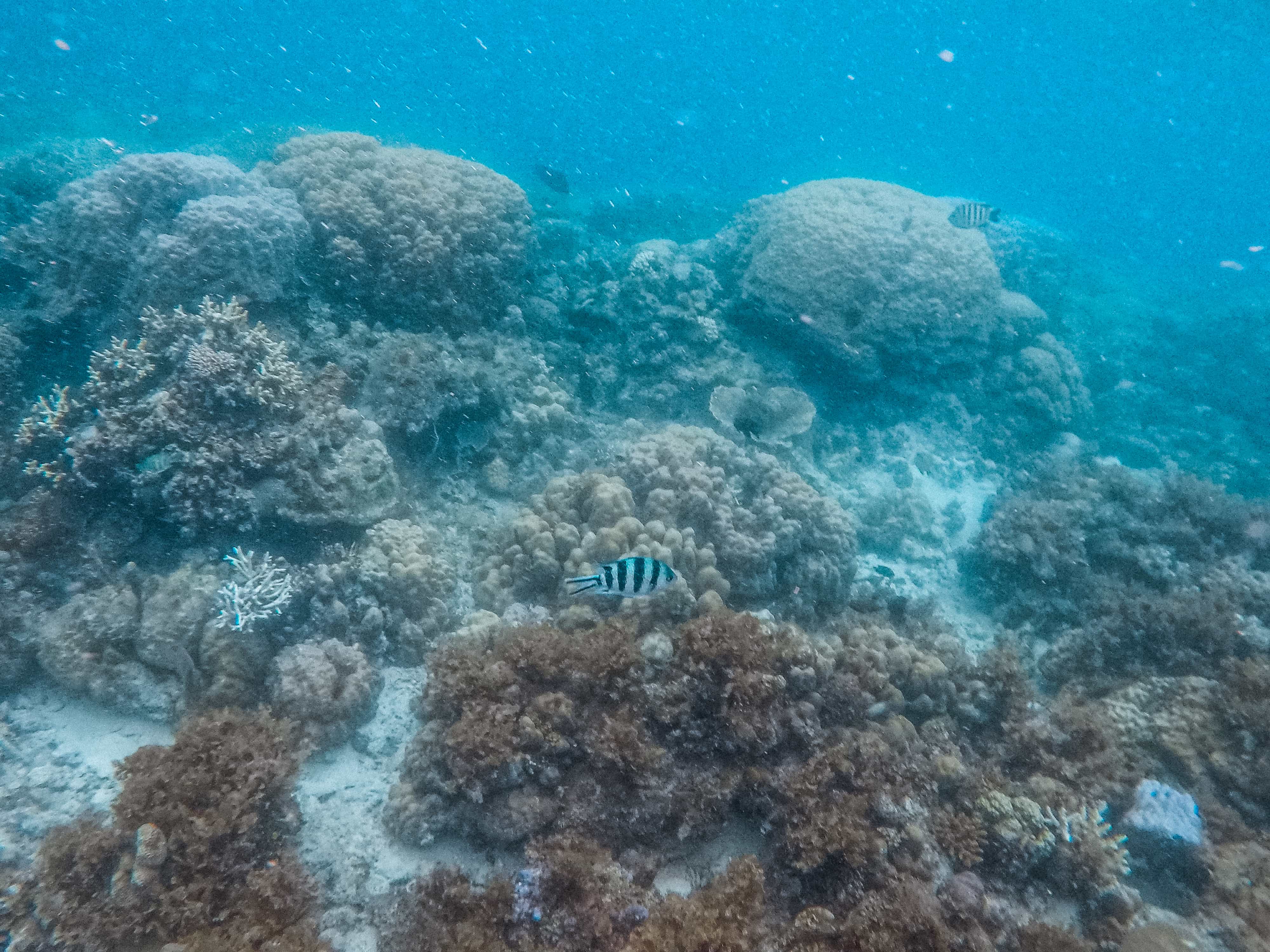 snorkeling in Port Barton, island hopping in Port Barton