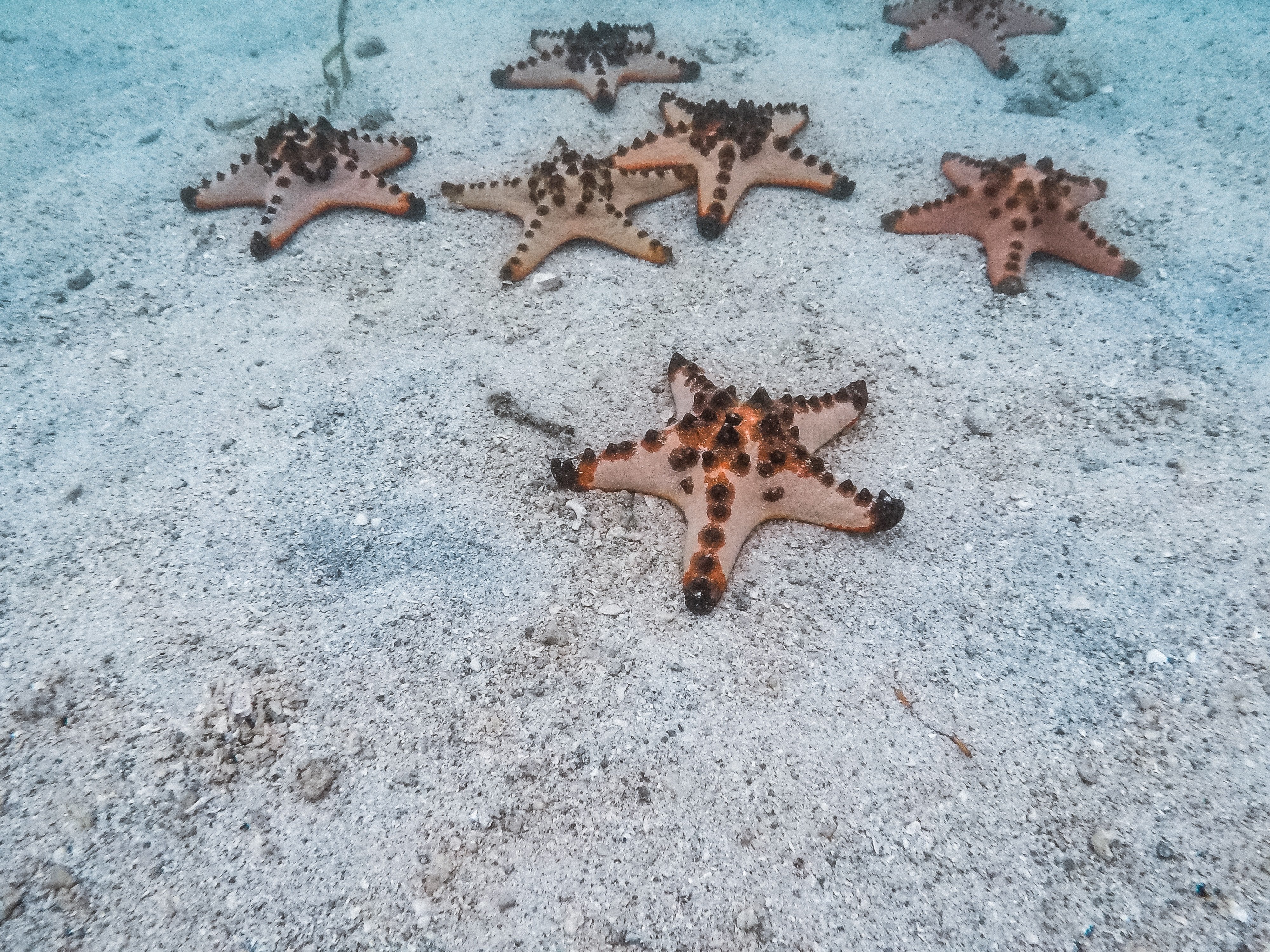 daily budget in Port Barton, things to do in Port Barton, Port Barton travel guide, Star Fish island in Port Barton, Capasalay Island