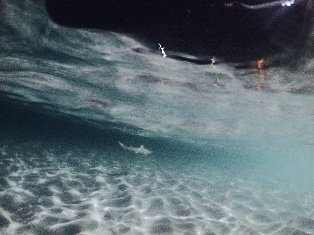18 Awesome Things to do in Dhiffushi Island (Travel Guide) 31 Dhiffushi travel guide, things to do in Dhiffushi, Dhifushi Island, feeding manta rays, feeding baby sharks