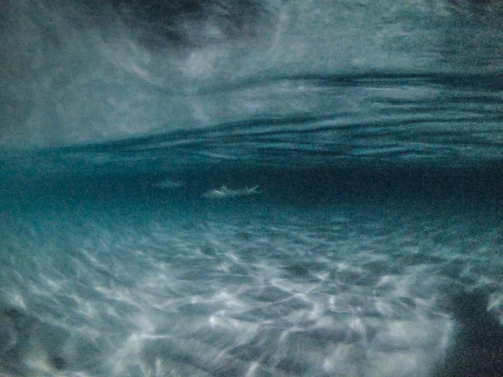 18 Awesome Things to do in Dhiffushi Island (Travel Guide) 32 Dhiffushi travel guide, things to do in Dhiffushi, Dhifushi Island, feeding baby sharks, feeding manta rays