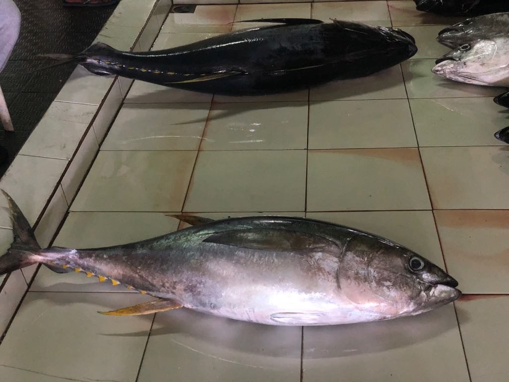 14 Cool Things to Do in Male 6 things to do in Male, Male, Male travel guide, fish market in Male