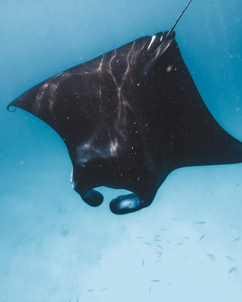 Omadhoo island, things to do in Omadhoo island, Omadhoo island travel guide, where to stay in Omadhoo island , Manta Rays in Maldives