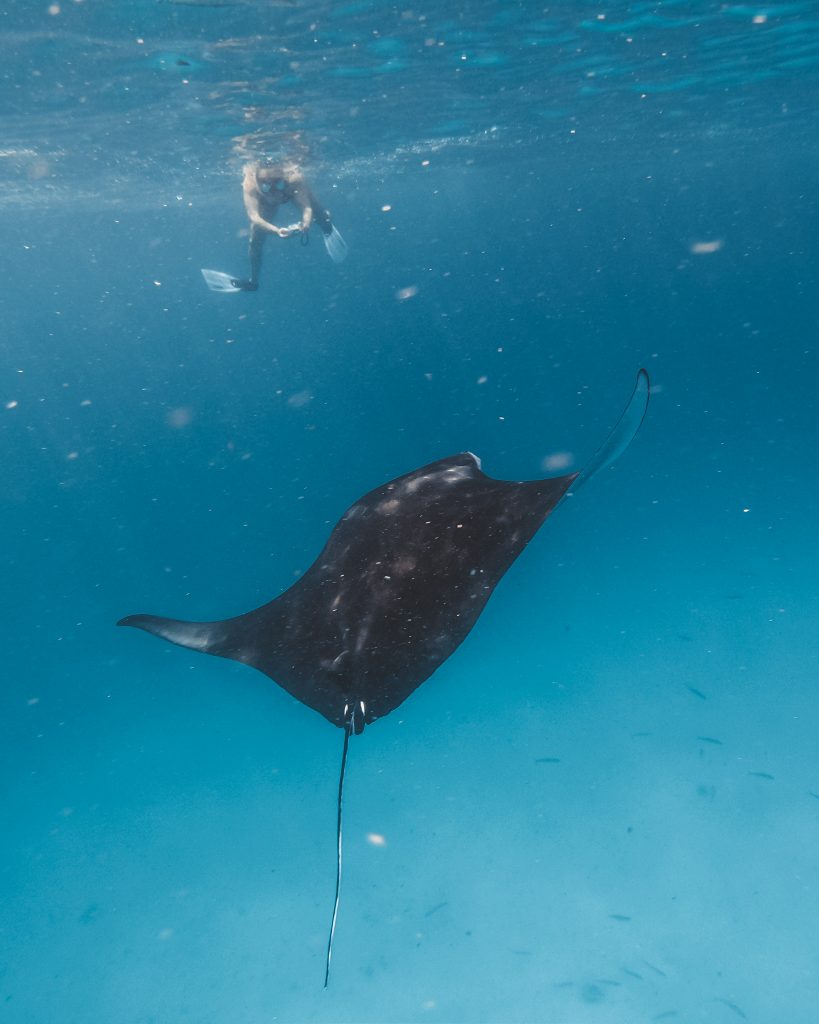 Omadhoo island, things to do in Omadhoo island, Omadhoo island travel guide, where to stay in Omadhoo island , Manta Rays, snorkeling in Omadhoo Island