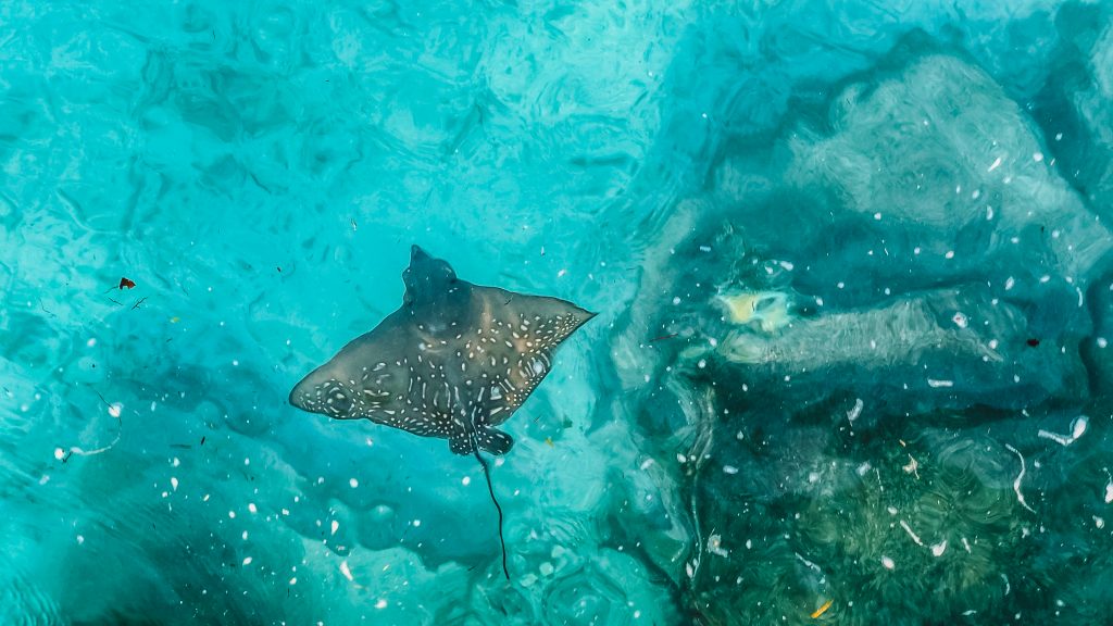 Park Hyatt Hadahaa Review - Best Luxury Resort In Maldives 7 Park Hyatt Hadahaa Maldives Travel Guide eagle ray