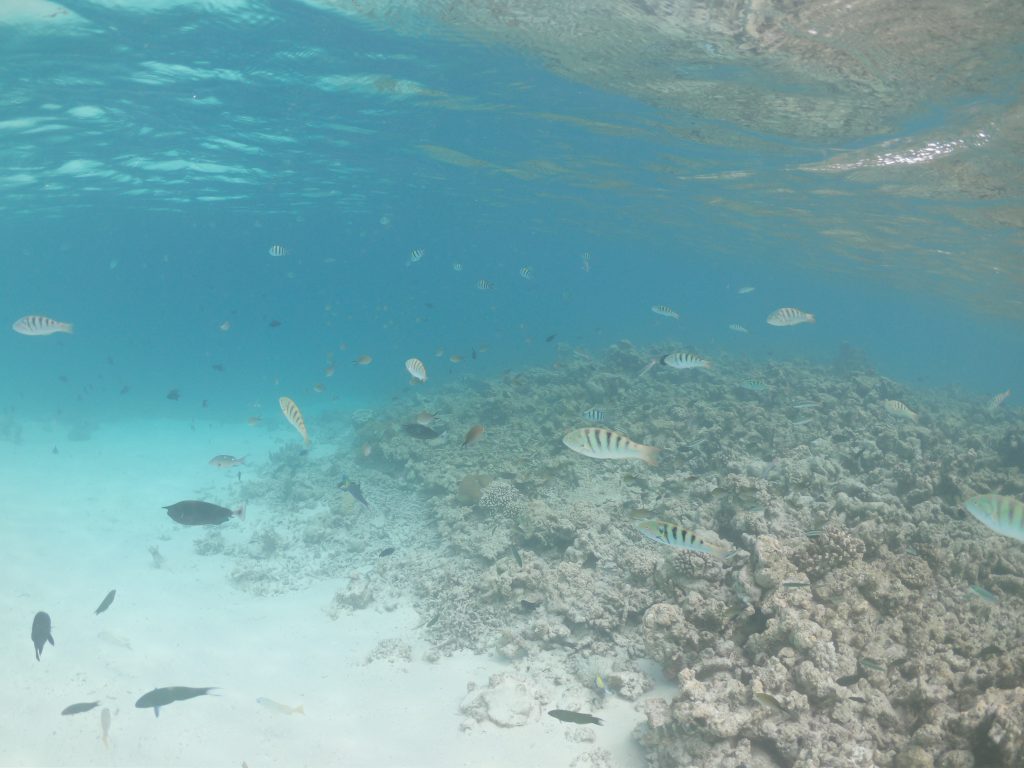 Thulusdhoo island, things to do in Thulusdhoo Island, Thulusdhoo island travel guide, diving in Thulusdhoo, diving in Mladives