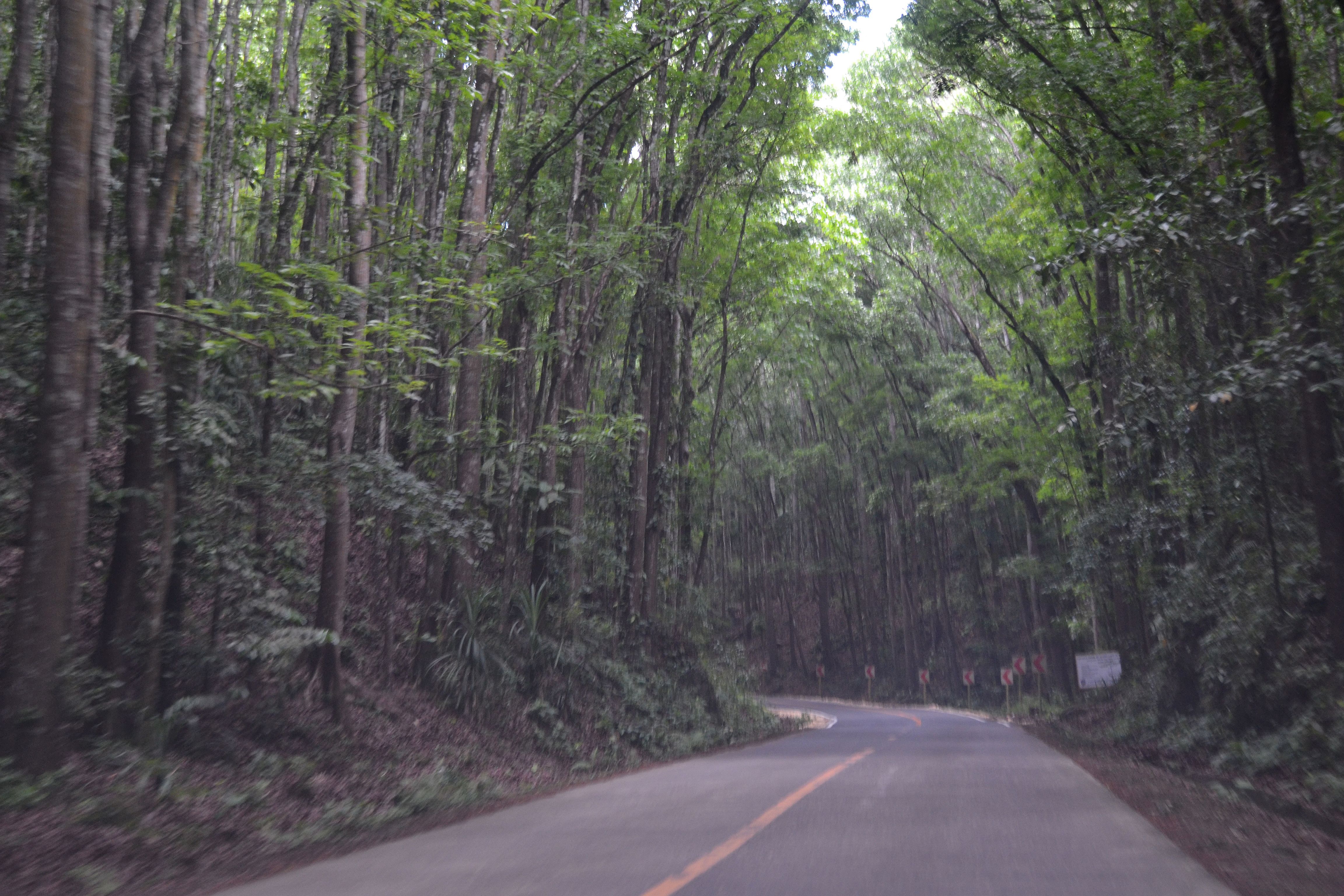 32 Best Places to Visit in Bohol (Travel Guide) 16 Mahogany Man-Made Forest, places to visit in Bohol