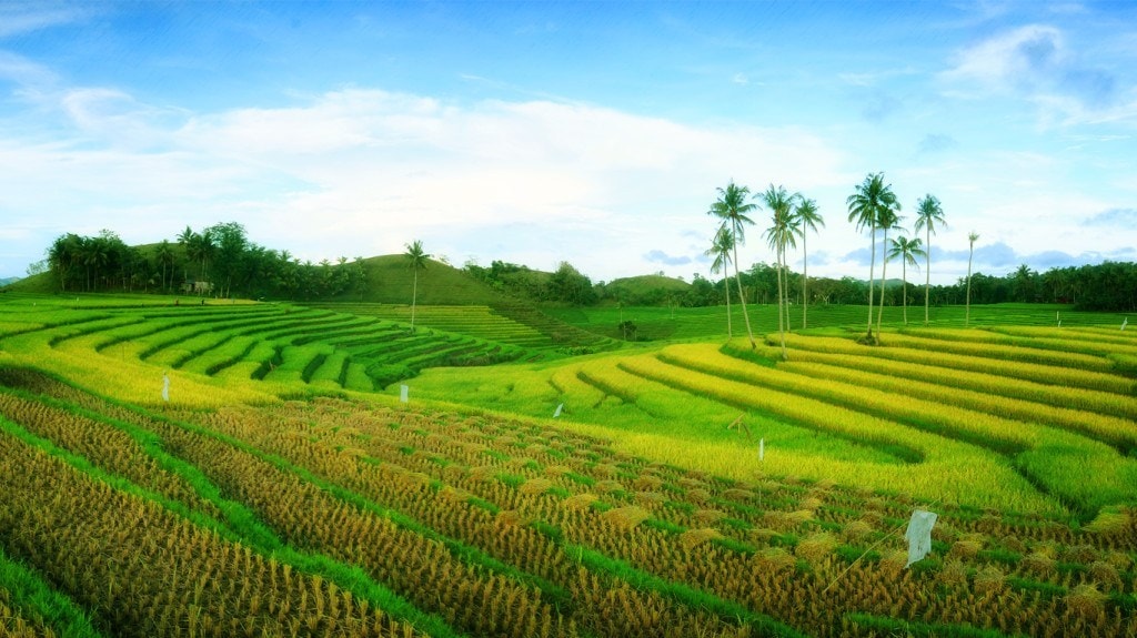 32 Best Places to Visit in Bohol (Travel Guide) 19 Cadapdapan Rice Terraces in Candijay bohol, places to visit in Bohol