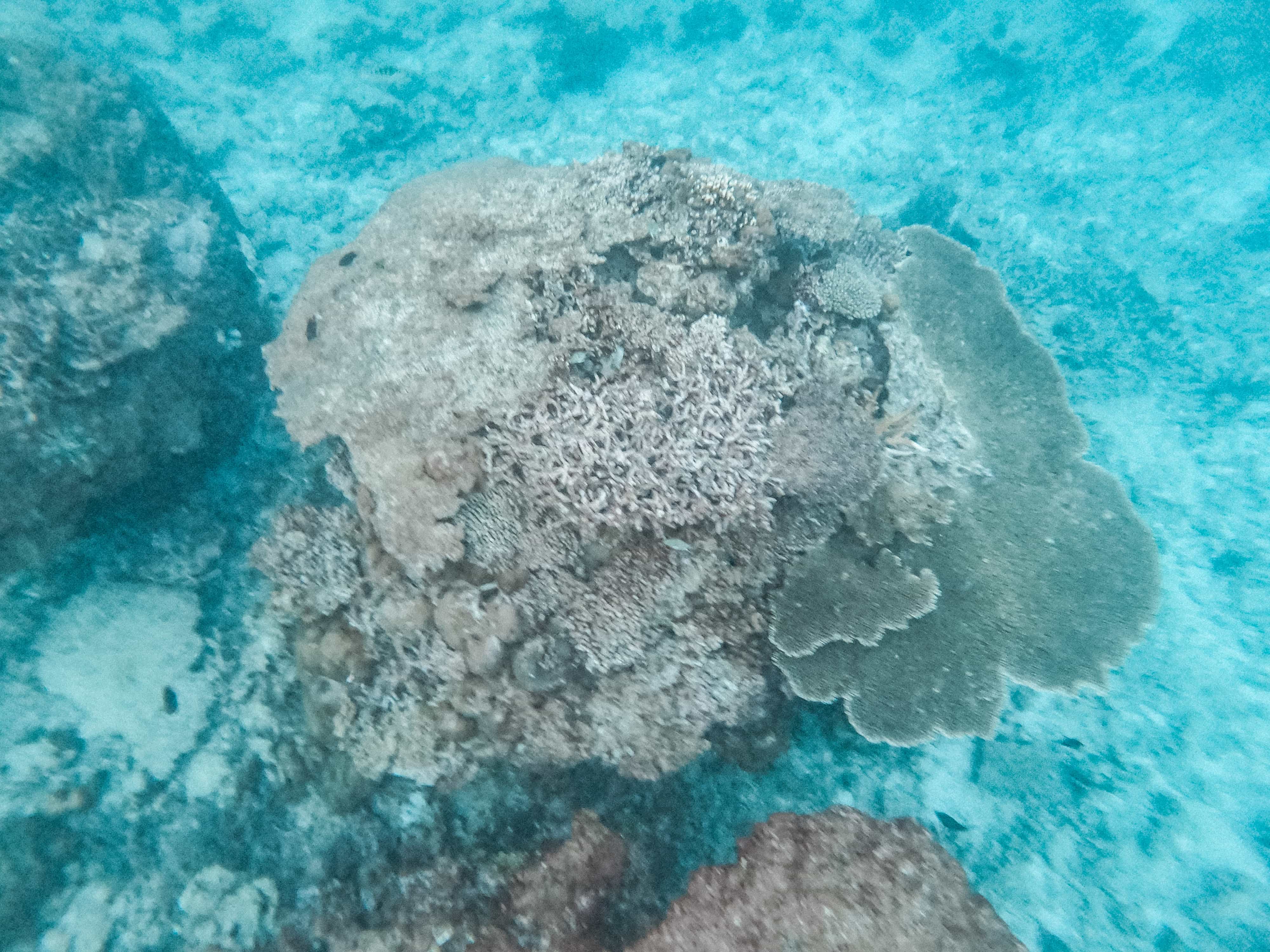 snorkeling in Calaguas Island, Calaguas Beach, Calaguas Itinerary, Calaguas travel guide, things to do in Calaguas Island