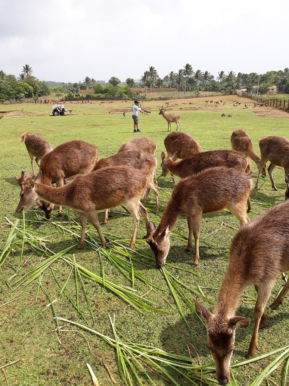 15 Awesome Naga Tourist Spots (Naga Travel Guide) 11 Ocampo Deer Breeding Farm, Naga tourist spots