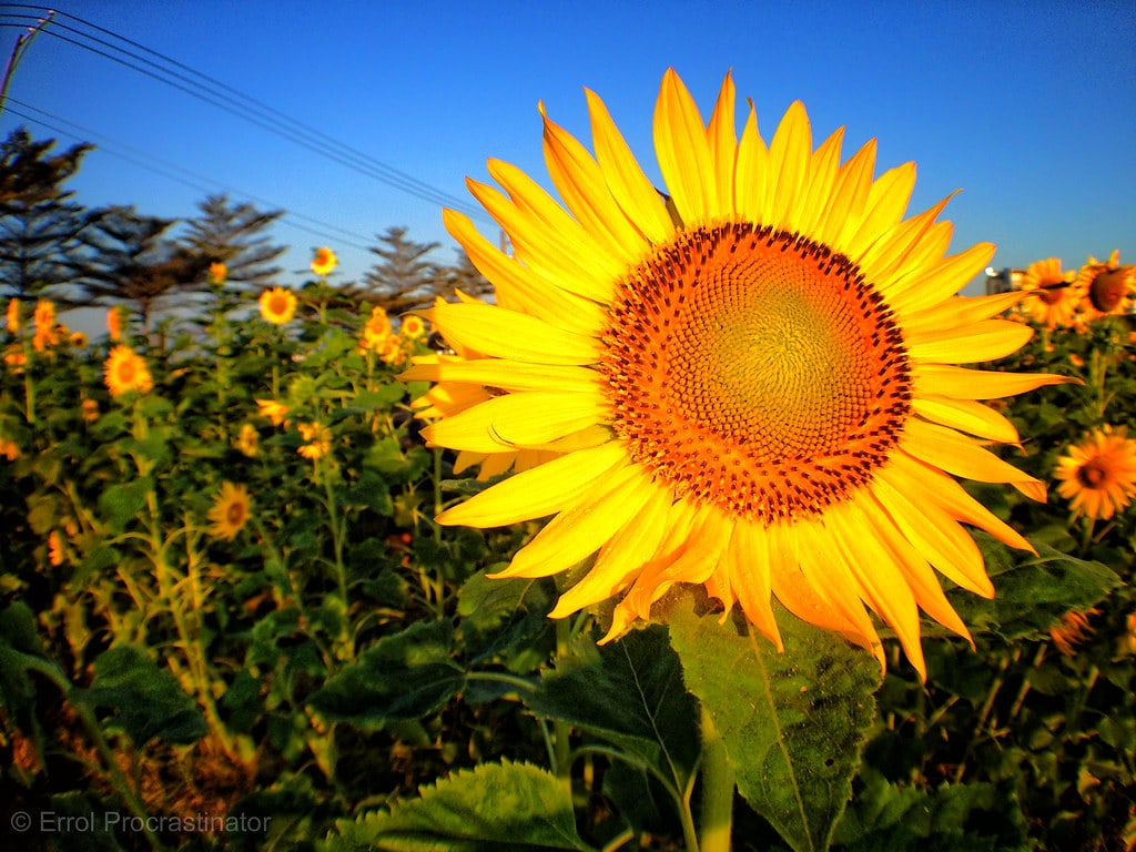 18 Awesome Kaohsiung Tourist Spots And Things to do in Kaohsiung 14 Ciaotou Flower Farm