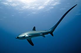 diving in the Philippines, Tresher Shark