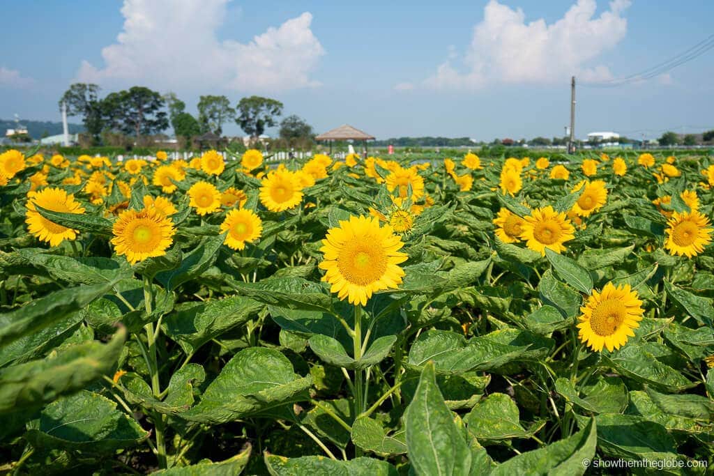 19 Taichung Tourist Spots And Things to do in Taichung & Itinerary 21 Zhongshe Flower Market