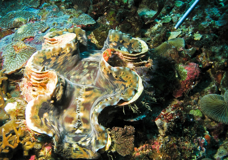 34 Breathtaking Mindanao Tourist Spots 19 Dinagat Island