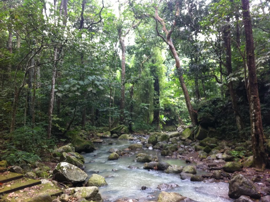 25 AWESOME LAGUNA TOURIST SPOTS (LAGUNA TRAVEL GUIDE) 13 Makiling Botanical Gardens, laguna tourist spots, laguna travel guide