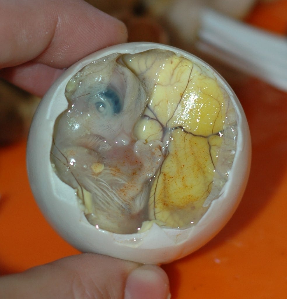 10 Strangest Foods to Try Around the World, Balut,