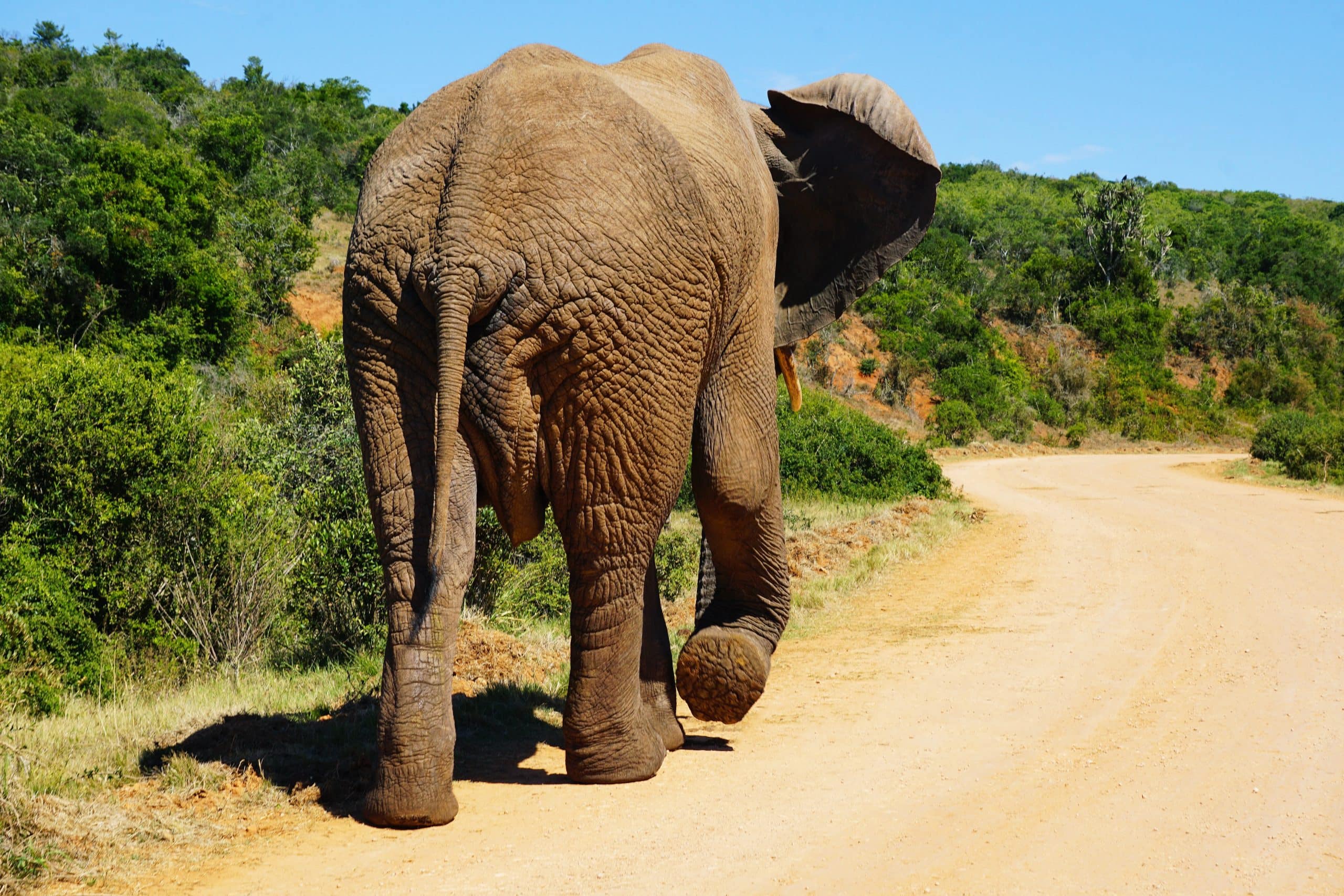 Best 5 Unique Getaway Ideas 3 Addo Elephant National Park South Africa scaled