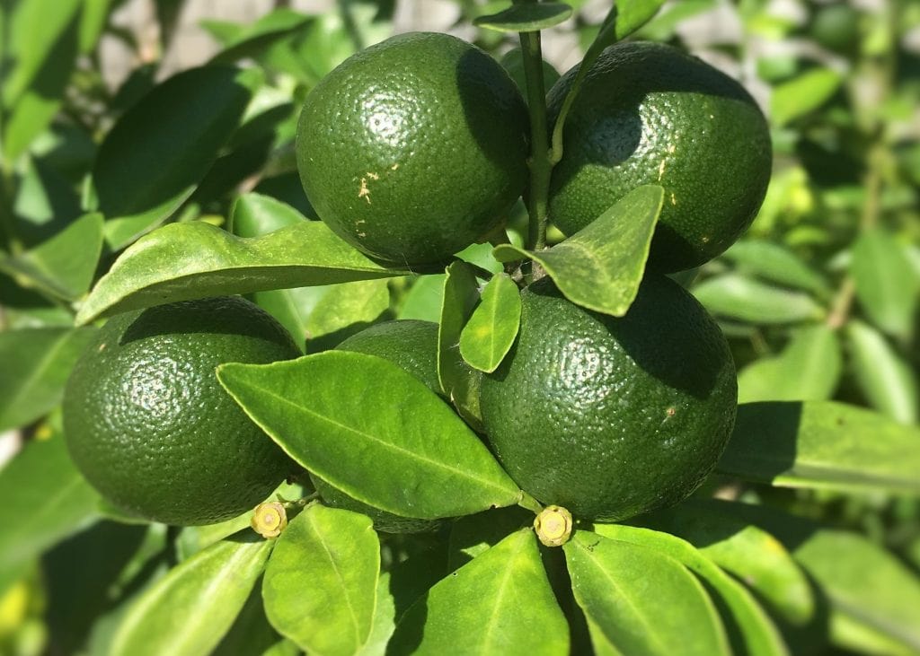 Calamansi, 