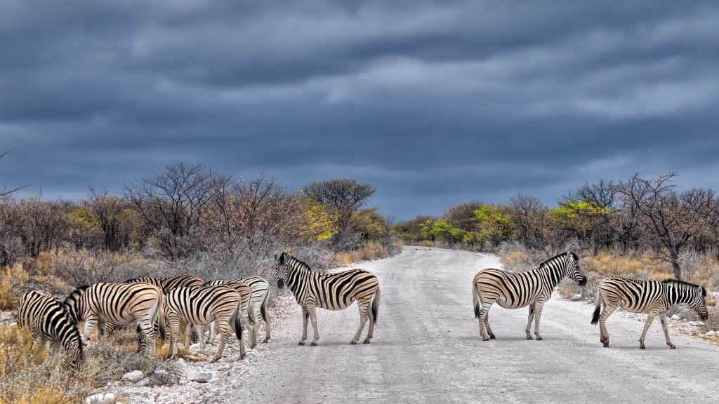 Etosha National Park, Namibia