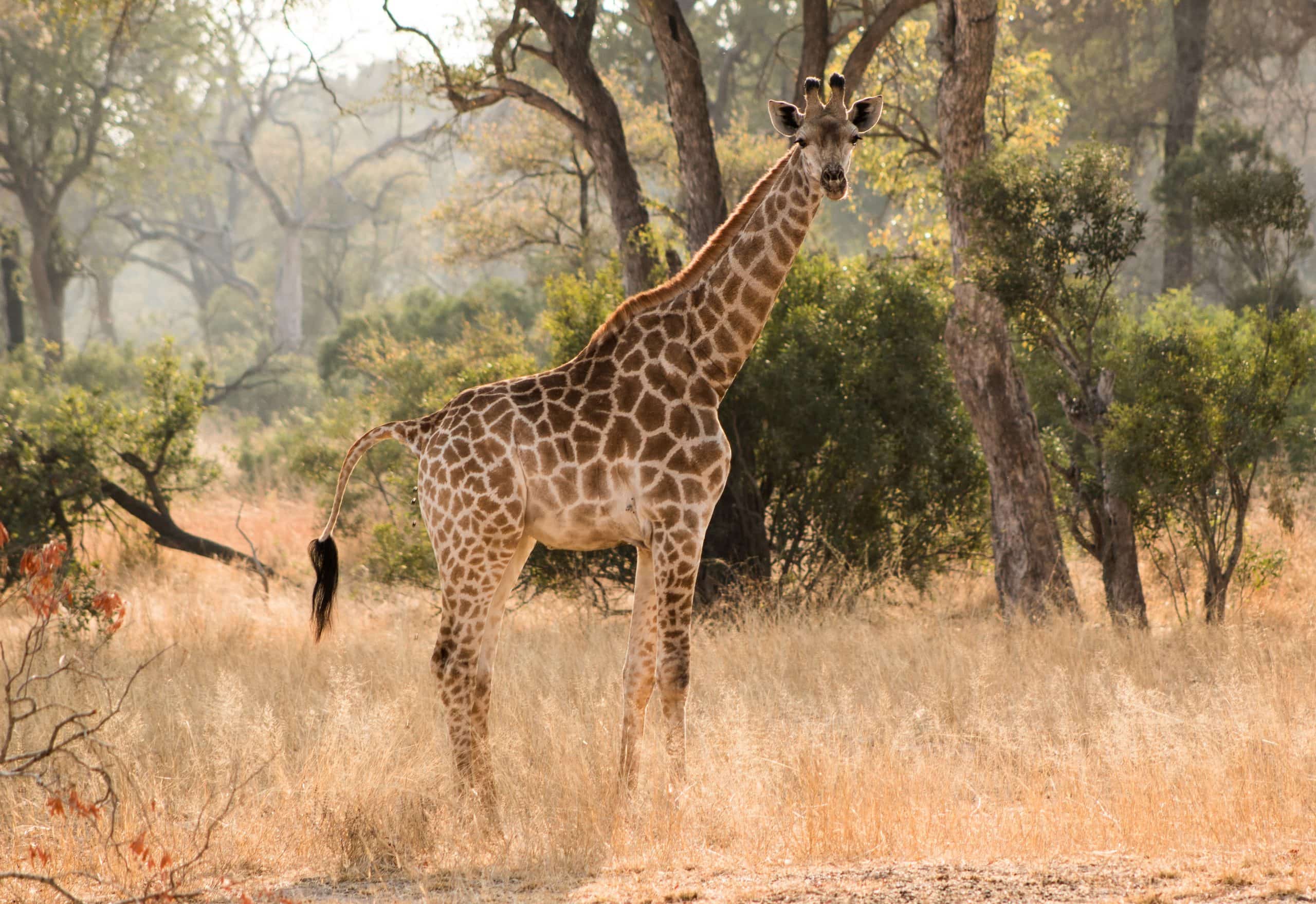 Kruger National Park South Africa scaled