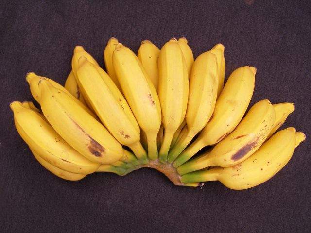 Latundan Banana, national fruit of the philippines, philippine fruits, filipino fruits, fruits in the philippines