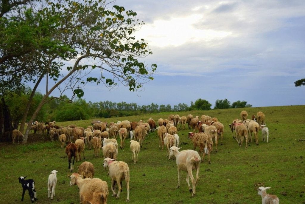 25 BEST NUEVA ECIJA TOURIST SPOTS AND THINGS TO DO IN NUEVA ECIJA 8 PMP Paradise Farm, nueva ecija tourist spots, things to do in nueva ecija, manila to nueva ecija