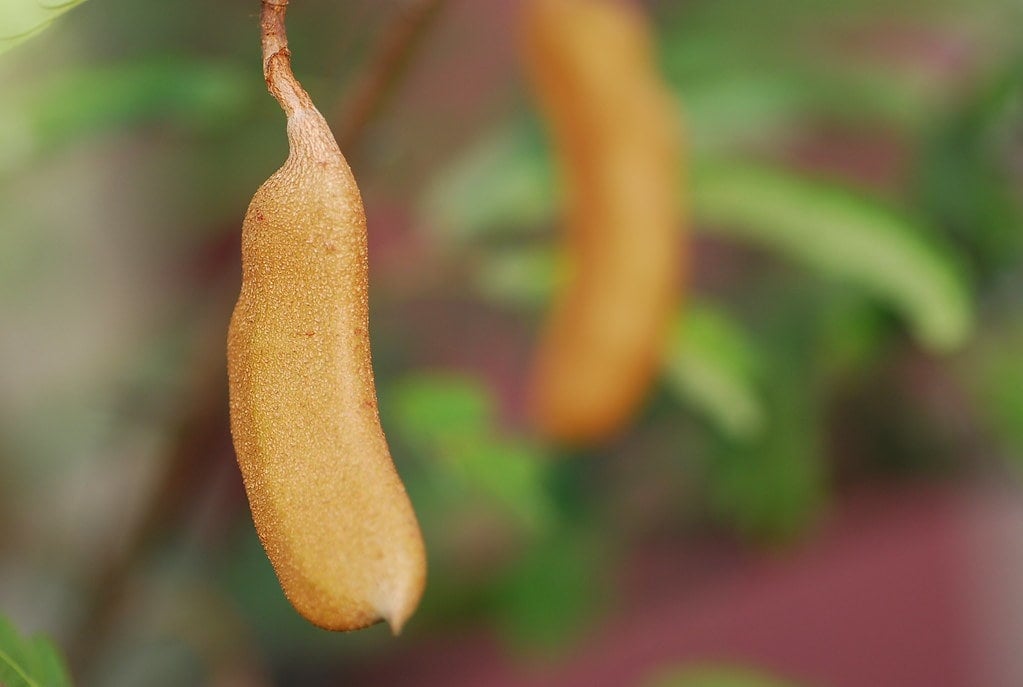 Sampaloc