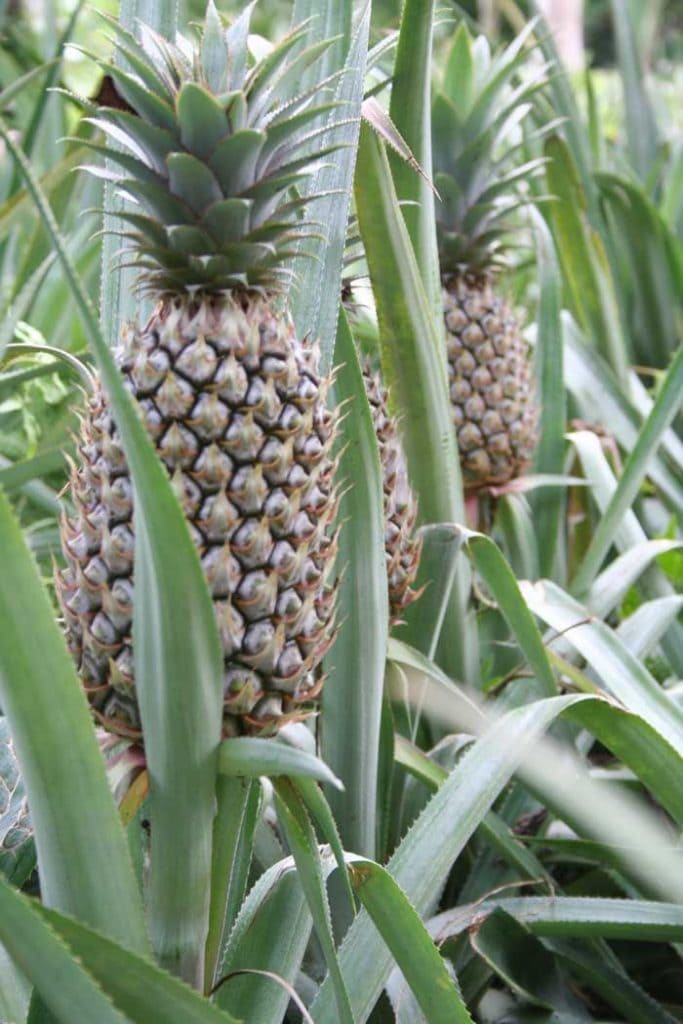 Pineapple, 