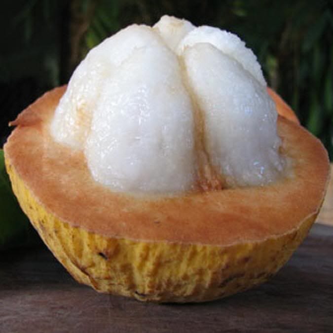 Santol, 