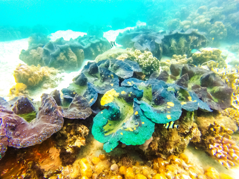 A Perfect 2 Days Samal Island Itinerary: Samal Island Hopping 16 Giant Clam Sanctuary, Samal Island Hopping