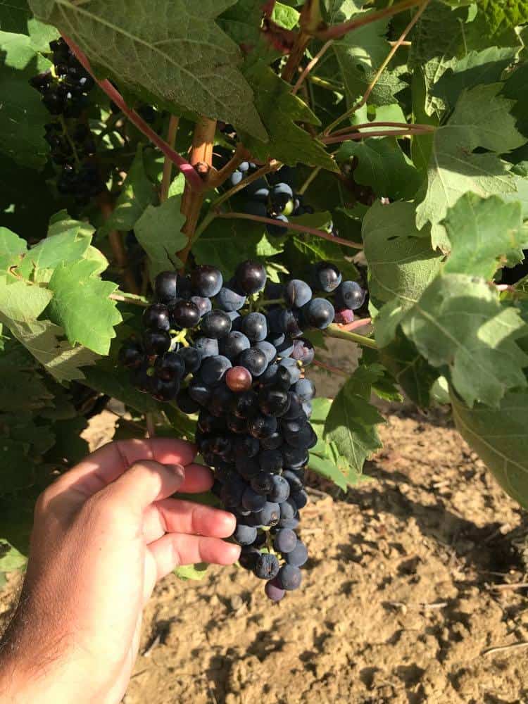 vineyards